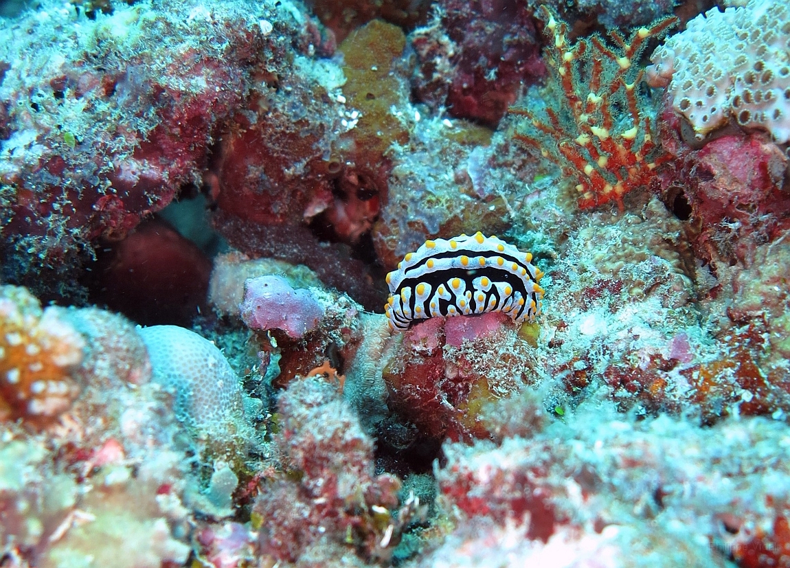 IMG_1138rf_Maldives_Madoogali_Plongee 12_Kuda Kandu_Nudibranche_Phyllidia sp.jpg